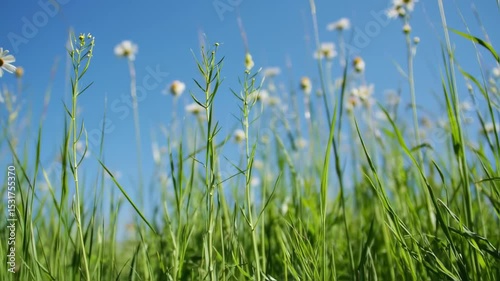 Vibrant green field with delicate white flowers under a clear skyv