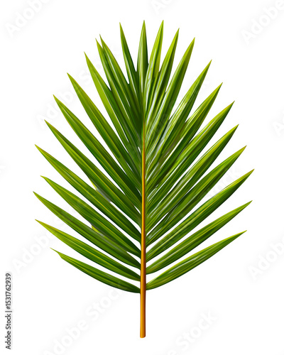 Palm frond with sharp edges isolated on transparent background