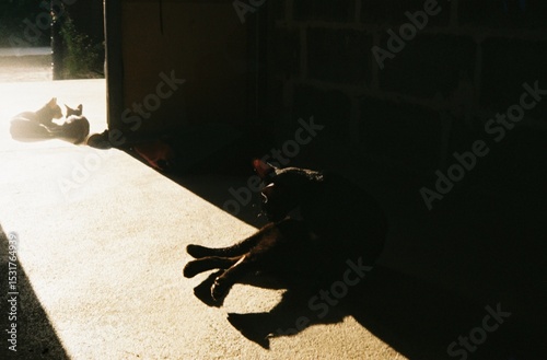A black cat is sleeping in the house.