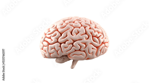 Human Brain Anatomy Model on transparent Background