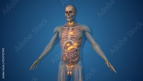 Quadro em tela Endocrine Functions in the Male Human Body