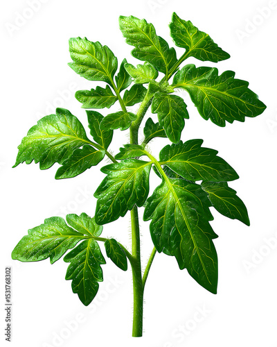 Tomato plant leaf with jagged edges isolated on transparent background