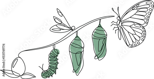 Butterfly life cycle Single line vector illustration