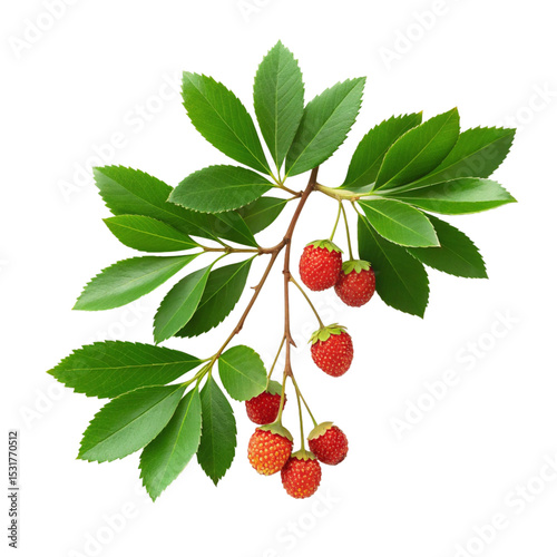 Strawberry tree branch isolated, and A tropical strawberry tree branch isolated