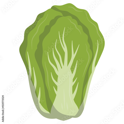 Napa Cabbage Flat Illustration