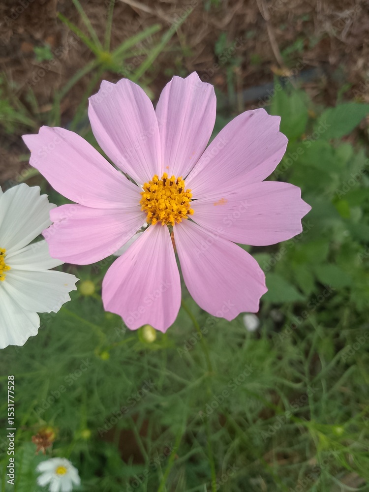 pink cosmos flower