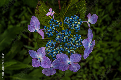 紫陽花
Hydrangea photo