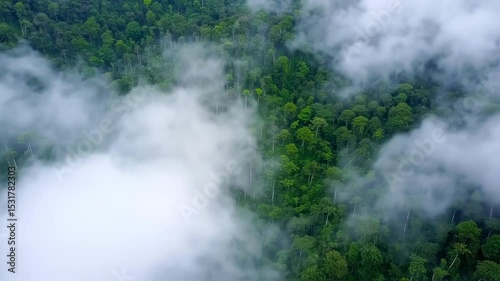 Aerial View of Lush Green Rainforest with Misty Clouds Rolling Through Trees