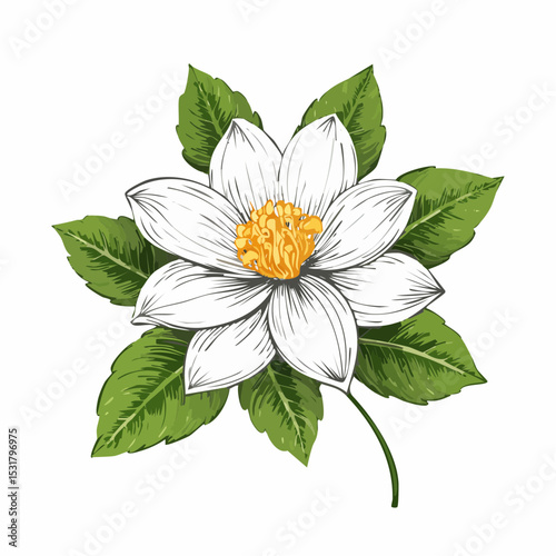Botanical Flower Line Drawing – PNG Format