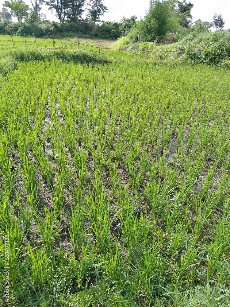 Obraz premium green rice field
