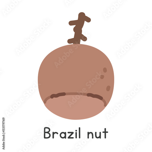 Brazil nut fruit flat vector illustration cartoon clipart style. Also known as Pará nuts, castanha-do-pará, castanha-do-brasil, castanha-da-amazônia, castanha-do-acre, noz amazônica, nuez del Brasil