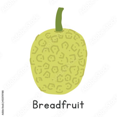 Breadfruit flat vector illustration. Breadrfruit or breadnut cartoon clipart style isolated on white background. Figs and Relatives concept