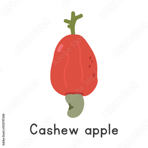 Cashew flat vector illustration. Red cashew apple cartoon clipart style. Also known as Anacardium occidentale, cashew fruit, pomme-cajou, pomme, marañón. Tropical nut-like fruit concept