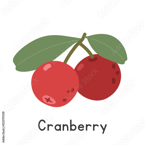 Cranberry flat vector illustration. Red cranberry cartoon clipart style isolated on white background. Also known as Vaccinium subg. Oxycoccus, craneberry or bearberry. Berry concept