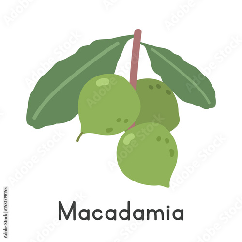 Macadamia flat vector illustration. Fresh macadamia cartoon clipart style isolated on white background. Tropical nut-like fruit concept