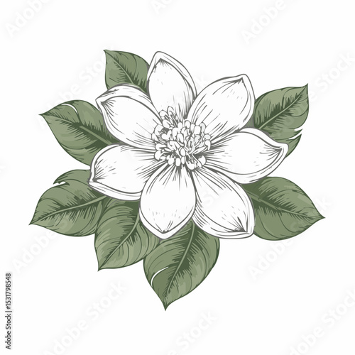 Botanical Flower Line Drawing – PNG Format