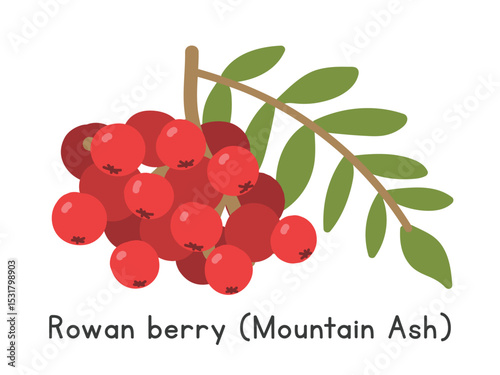 Rowan berry flat vector illustration. Rowan or Mountain ash cartoon clipart style isolated on white background. Pomes fruit concept