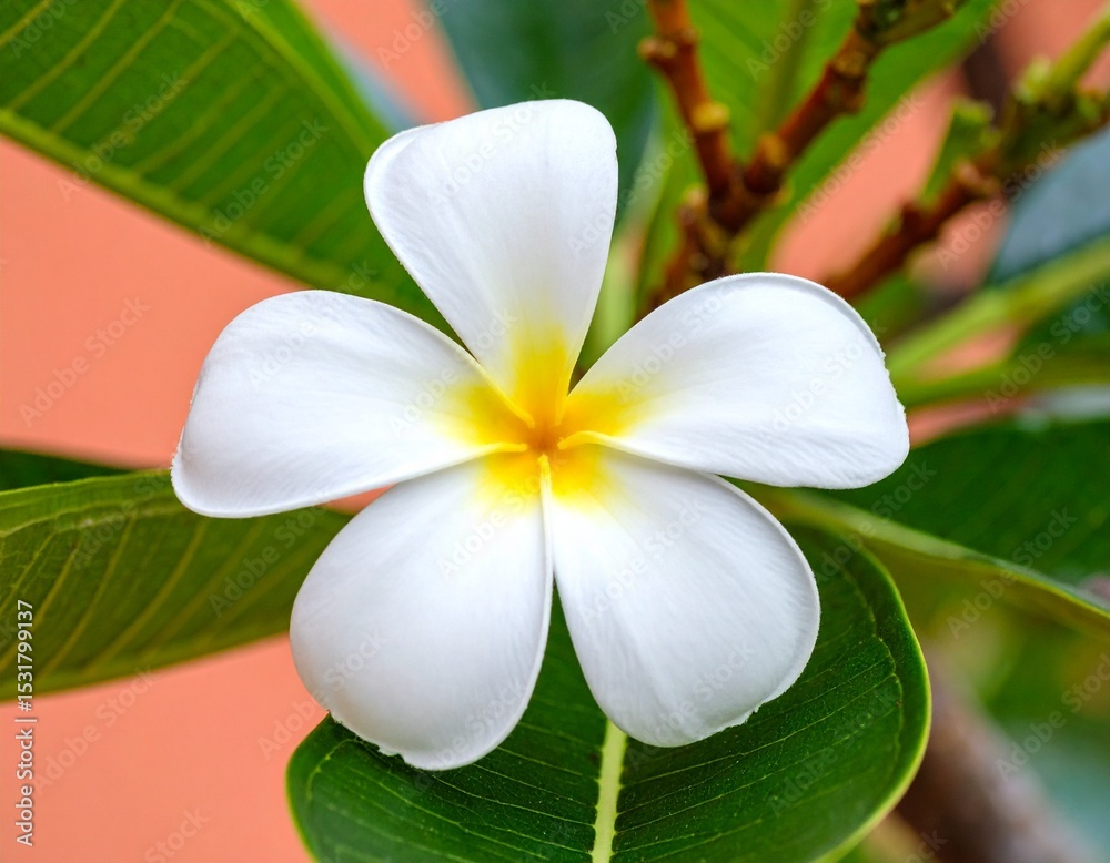 Obraz premium Beautiful White Frangipani Flower on Blurred Background