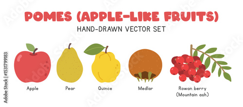 Pomes fruits or Apple-like fruits flat vector illustration set in cartoon clipart style. Apple, pear, quince, medlar, rowan berry or mountain ash