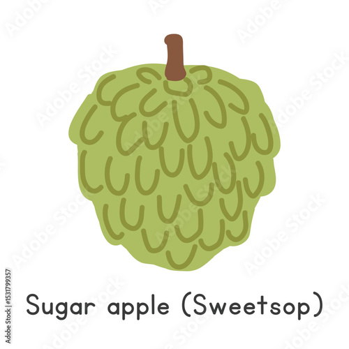 Sugar apple flat vector illustration. Sugar apple or Sweetsop cartoon clipart style isolated on white background. Tropical and Exotic fruit concept