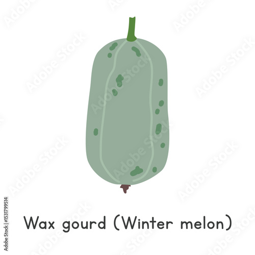 Wax gourd flat vector illustration. Wax gourd or Winter melon cartoon clipart style isolated on white background. Melon and Gourd concept