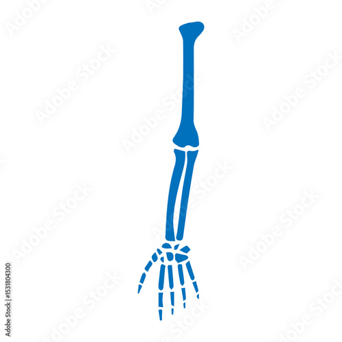 forearm bone