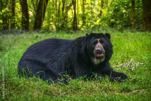 spectacled bear (Tremarctos ornatus) in the colombian jungle