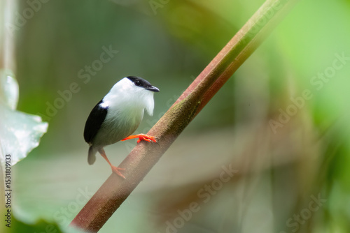 white-bearded manakin (Manacus manacus)