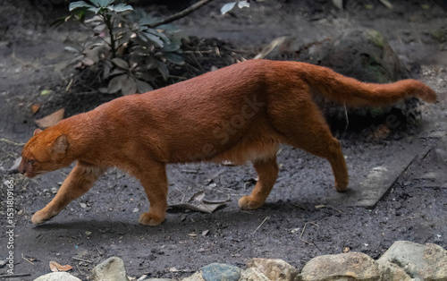  jaguarundi (Herpailurus yagouaroundi) in the colombian jungle