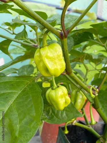 Habanero peppers background. Stock photo