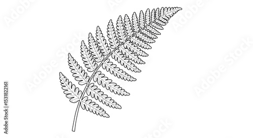 Detailed line art illustration of a fern frond showcasing intricate leaf patterns and botanical structure for design projects