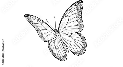 Detailed butterfly illustration with intricate wing patterns and elegant design elements, perfect for creative endeavors