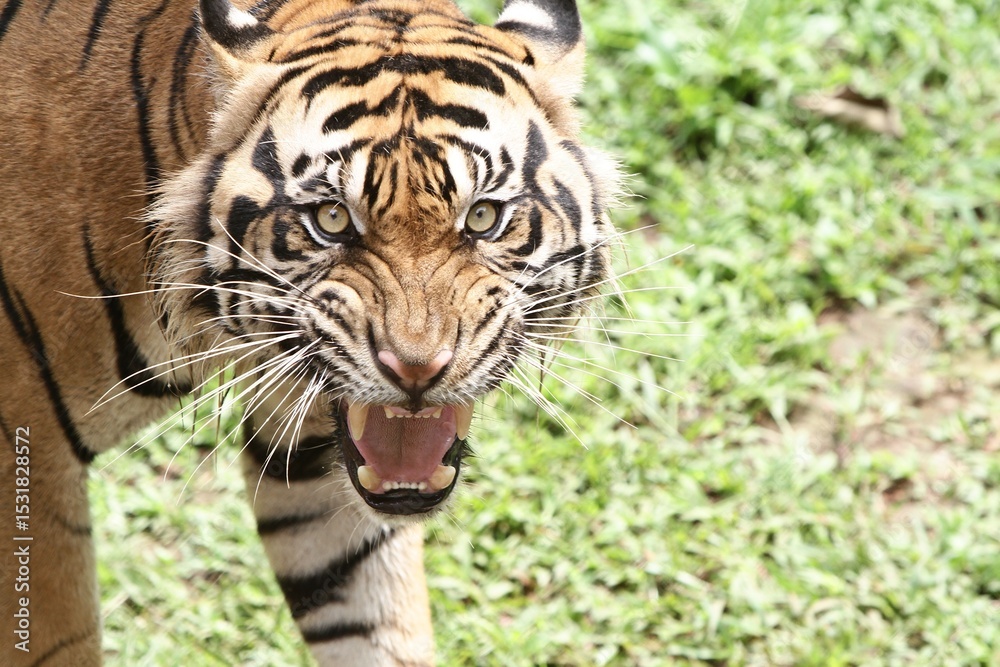 Fototapeta premium Close up of an angry aumatran tiger staring at the camera