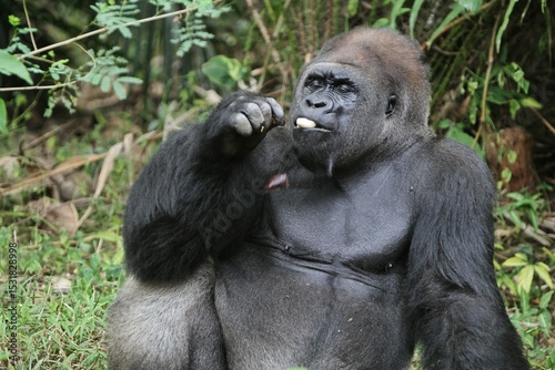 Papier peint Expression of a silverback gorilla enjoying food