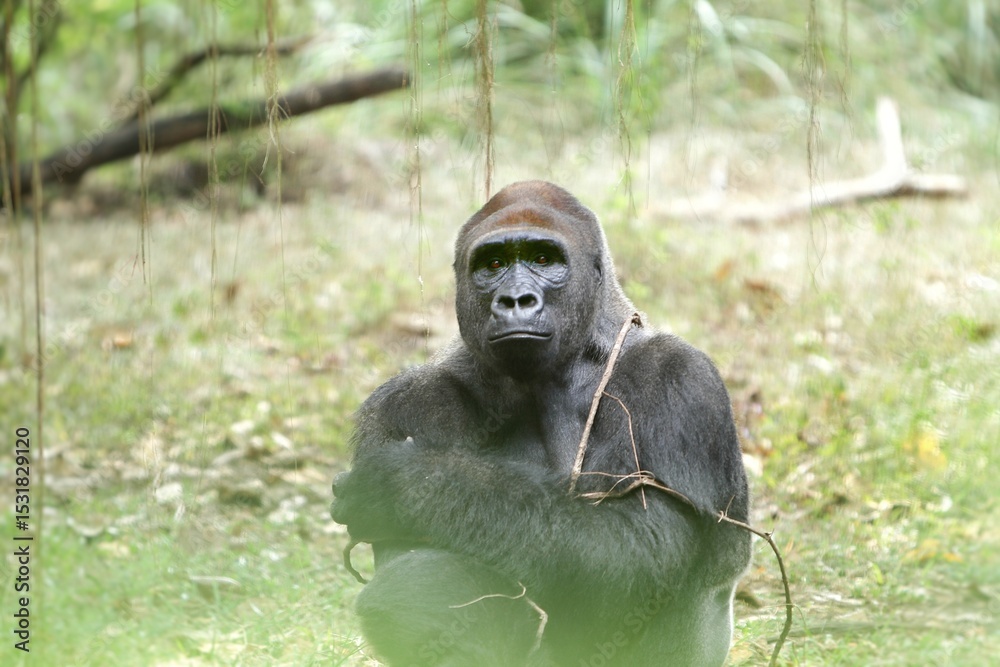 Obraz premium portrait of a silverback gorilla expression