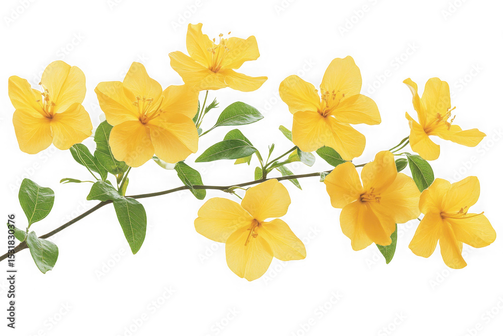 Naklejka premium Beautiful yellow flowers png image, floral design element, botanical illustration, springtime blooms, isolated floral arrangement, yellow petals, floral clip art, isolated on transparent background