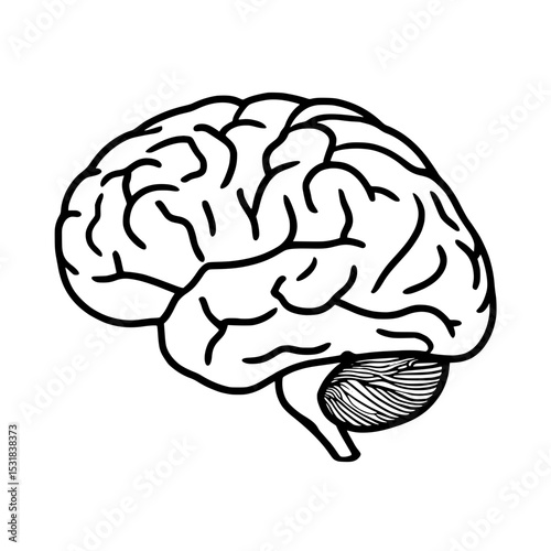 human brain vector illustration