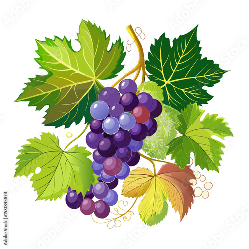 Illustration of fresh grapes grape fruit grape vine grape bunch grape leaves grape drawing grape art
