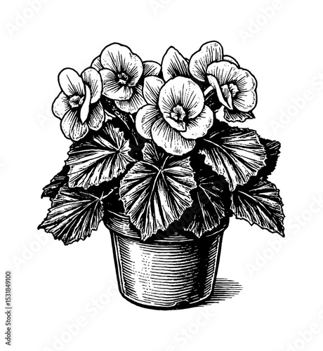 Begonia in Pot Detailed Black and White Vintage Line Art Drawing with Intricate Engraving Style