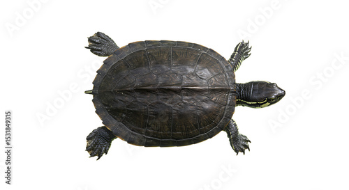 Overhead View of a Dark Brown Turtle with Yellow Stripes on its Neck