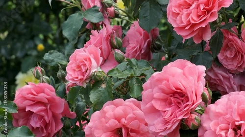 Blooming roses create a vibrant garden scene in springtime sunlight