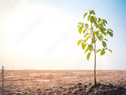 trees in the desert