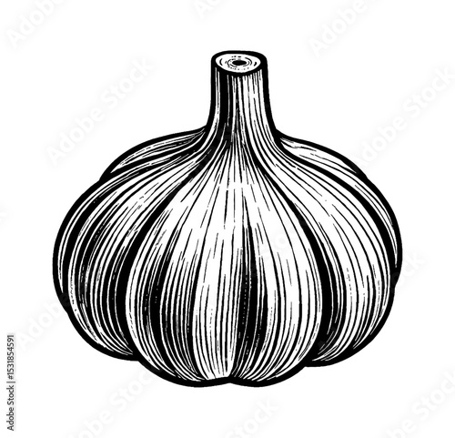 Detailed Black and White Line Art Drawing of a Single Garlic Bulb on a White Background