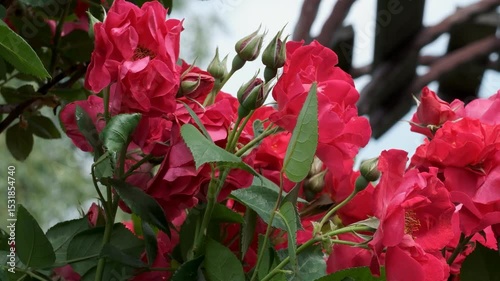Vibrant blooms create a stunning garden display in spring sunshine