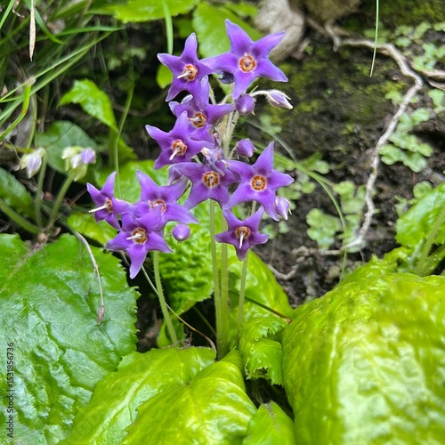 rock tobacco flowers blooming on a cliff, purple flowers, five-petaled flowers, star-shaped flowers, cute flowers that bloom in June, wildflowers that grow in partial shade