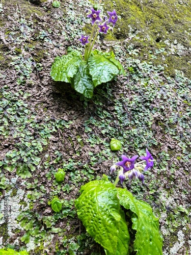 rock tobacco flowers blooming on a cliff, purple flowers, five-petaled flowers, star-shaped flowers, cute flowers that bloom in June, wildflowers that grow in partial shade