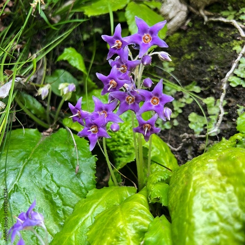 rock tobacco flowers blooming on a cliff, purple flowers, five-petaled flowers, star-shaped flowers, cute flowers that bloom in June, wildflowers that grow in partial shade