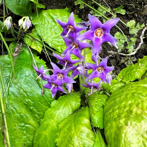 rock tobacco flowers blooming on a cliff, purple flowers, five-petaled flowers, star-shaped flowers, cute flowers that bloom in June, wildflowers that grow in partial shade