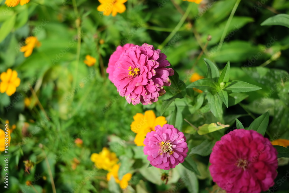 pink cosmos flower pink cosmos flower