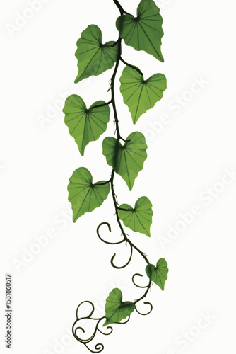 Isolated green plant leaves on a white background with fresh stems and natural botanical foliage